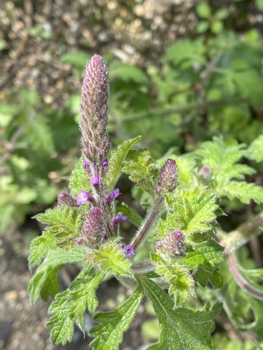 iNaturalist observation photo of western vervain