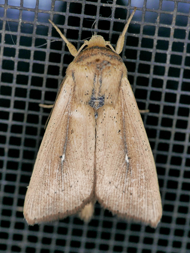 Leucania scirpicola Guenée, 1852