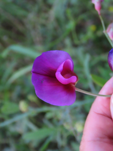Tangier Pea