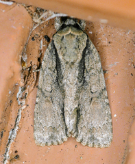 Acronicta connecta