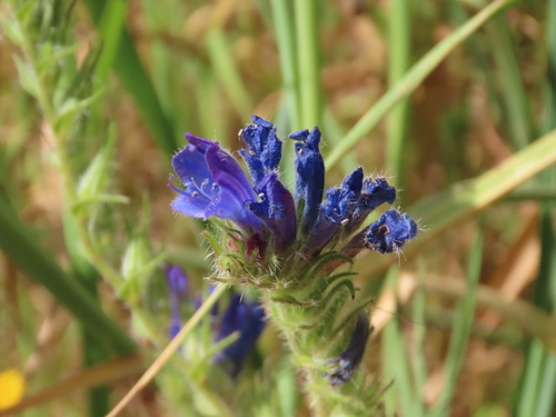 Cretan Viper's-bugloss