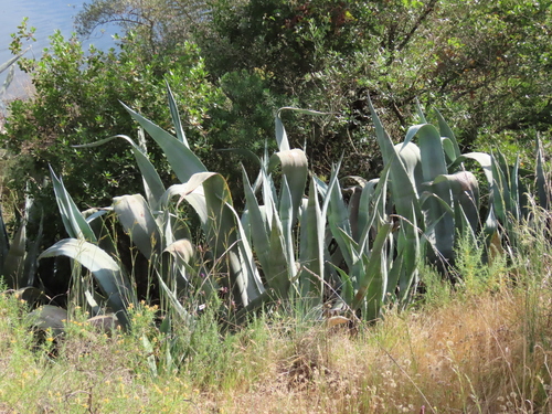 American century plant