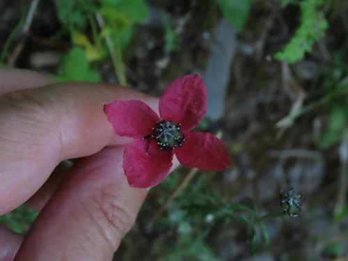 rough poppy