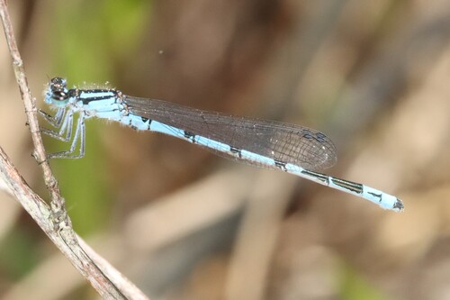 New England Bluet photo 5