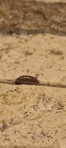 Pillbugs