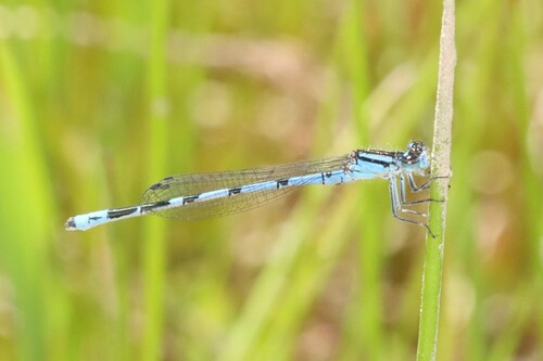 New England Bluet photo 3