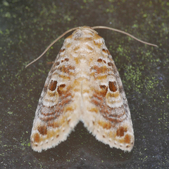 Diastema tigris