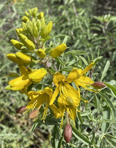 iNaturalist observation photo of Bladderpod