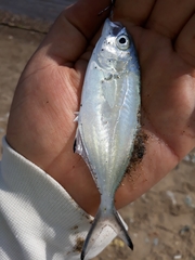 Trachinotus ovatus