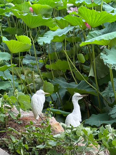 Eastern Cattle-Egret