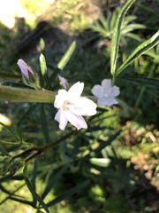 Sidalcea campestris
