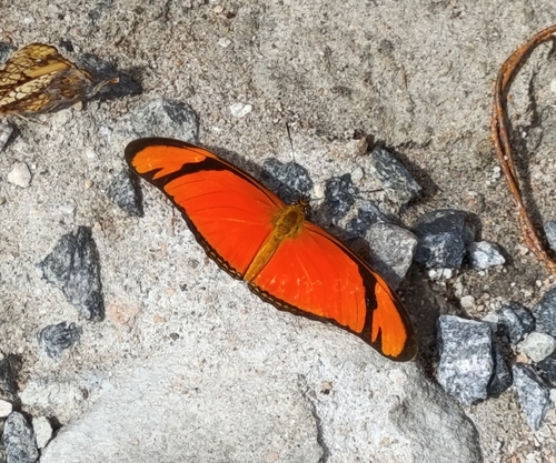 Dryas iulia alcionea