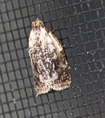 Cryptoptila immersana