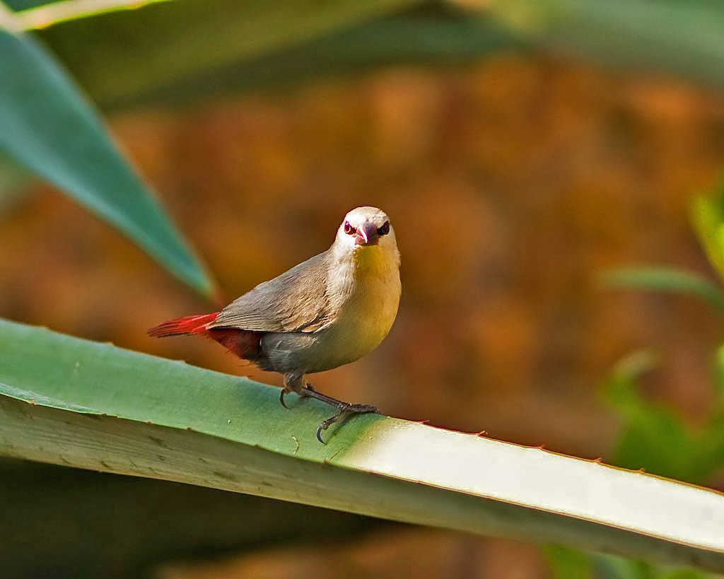 Foto de Lavender Waxbill