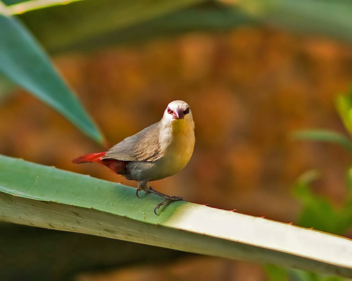 Foto de Lavender Waxbill