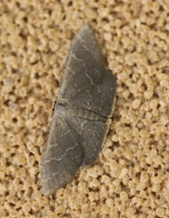 Idaea coercita