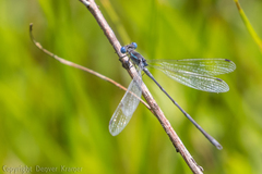Lestes alacer