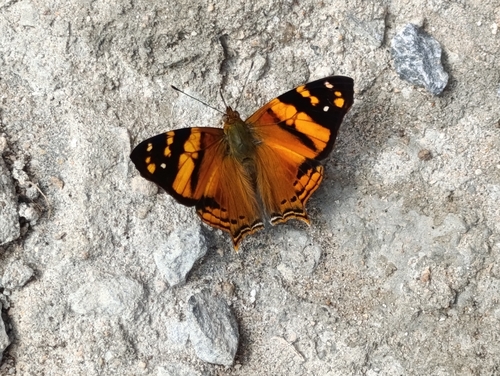 Orange Mapwing
