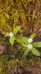 Memoremea scorpioides