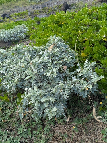Sesbania tomentosa, photograph 5