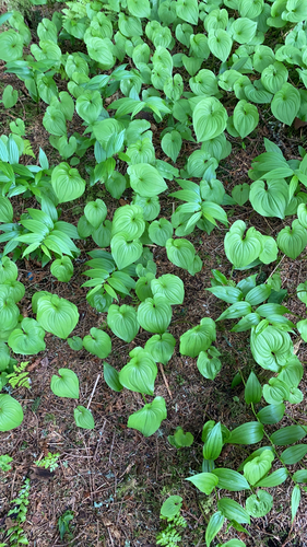Western Lily of the Valley