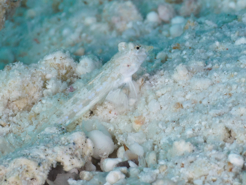 Callionymus simplicicornis observed 2026-05-25