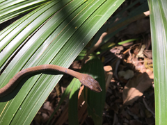 Mastigodryas melanolomus