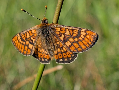 Marsh Fritillary
