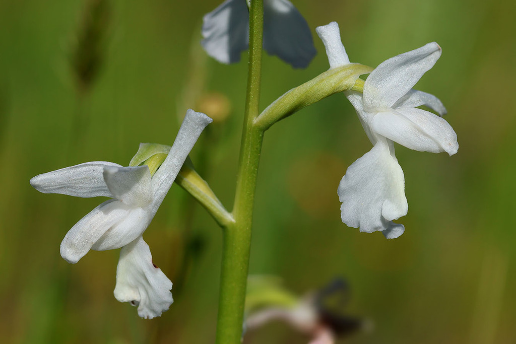 Anacamptis laxiflora; photograph (c) Daniel Ghyselinck, some rights reserved (CC BY)