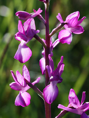 Anacamptis laxiflora