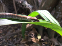 Mastigodryas melanolomus