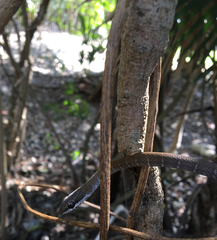 Mastigodryas melanolomus