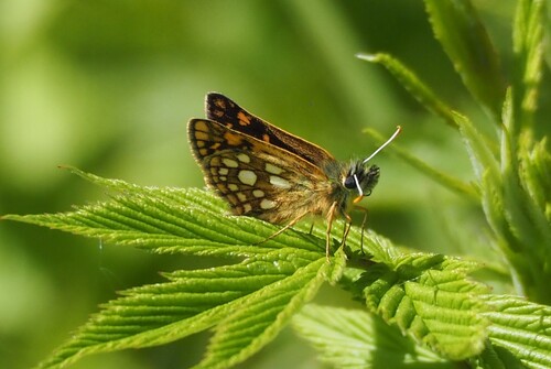 Chequered Skipper