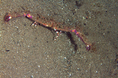 Rhinolambrus contrarius