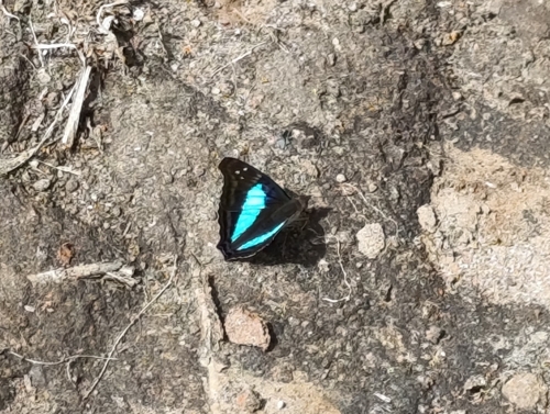 Turquoise Emperor