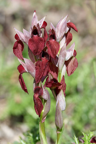 Serapias cordigera, photograph 5