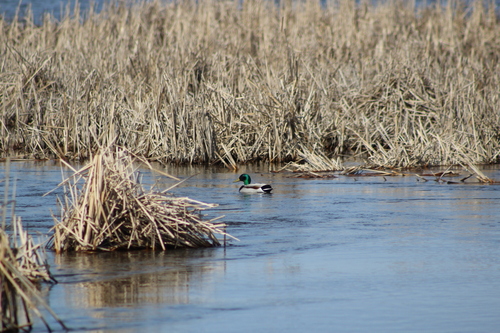 Mallard photographed in North Dakota