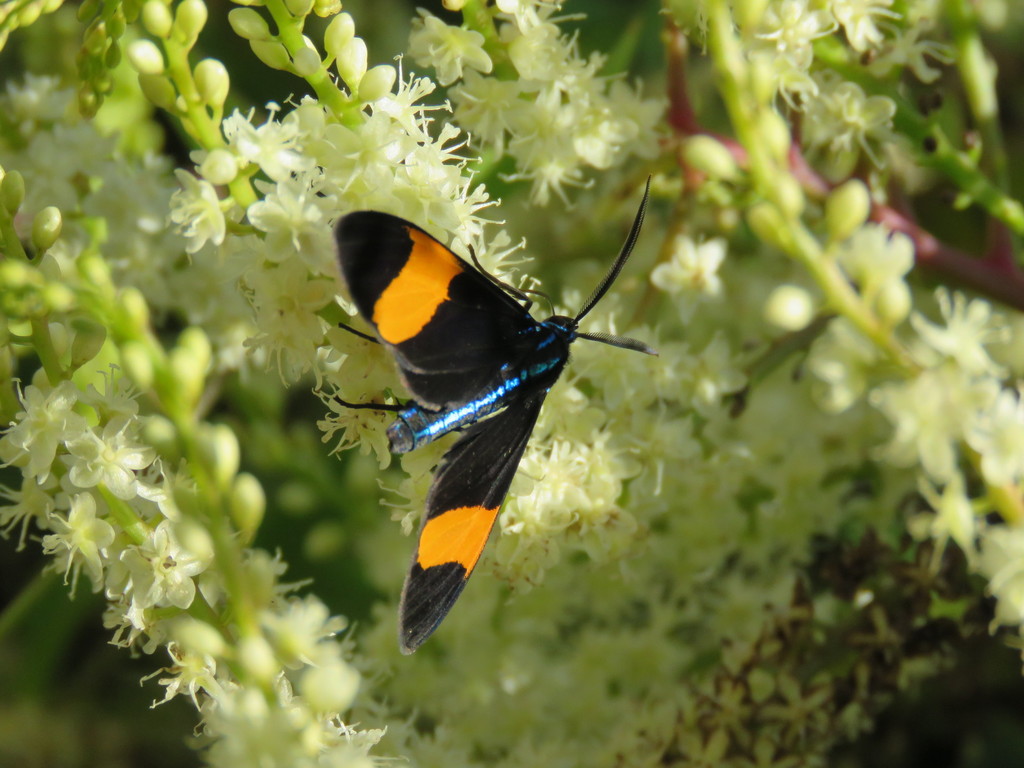 Cyanopepla similis