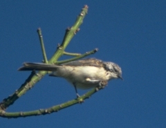 Plectorhyncha lanceolata