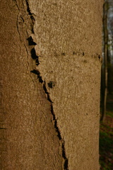 Gymnocheta viridis