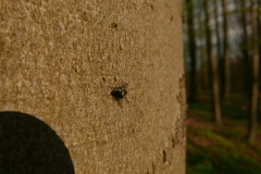Gymnocheta viridis