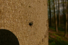 Gymnocheta viridis