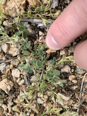 Acmispon brachycarpus