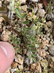 Astragalus nuttallianus