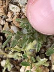 Astragalus nuttallianus