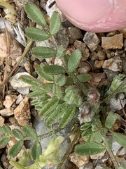 Astragalus nuttallianus