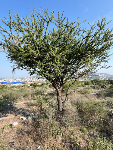 Schaffner's acacia
