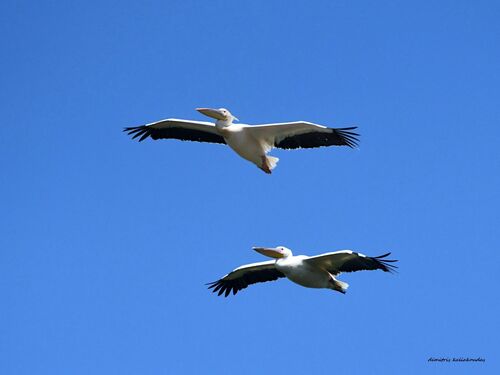 Great White Pelican