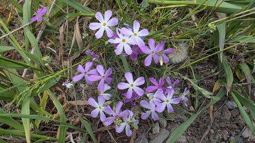 Phlox longifolia, photograph 6