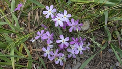 Phlox longifolia, photograph author not stated, no rights reserved